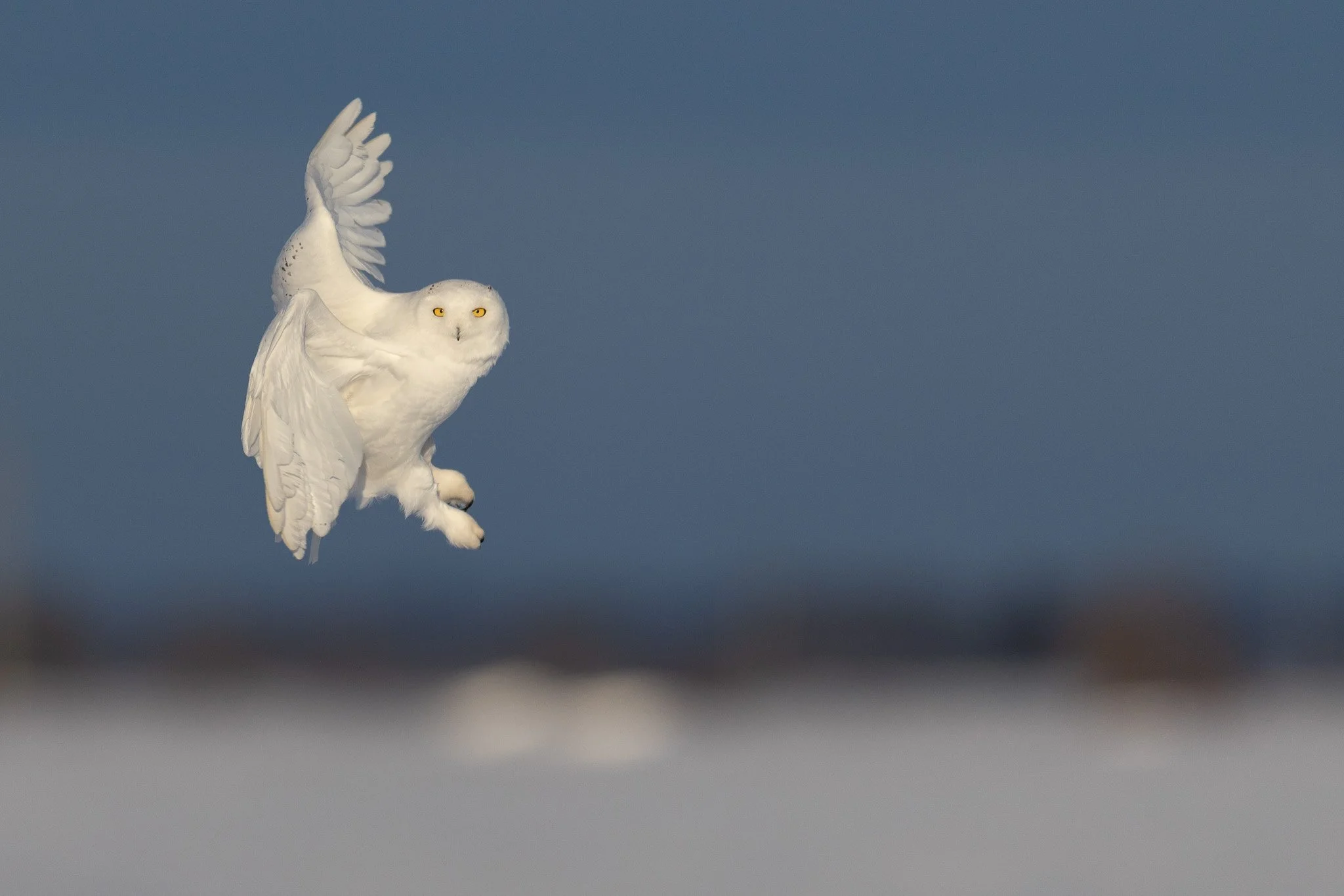 owl滝澤おまとめ Owl Poster - Annette Whipple, Nonfiction Children's Author and Speaker